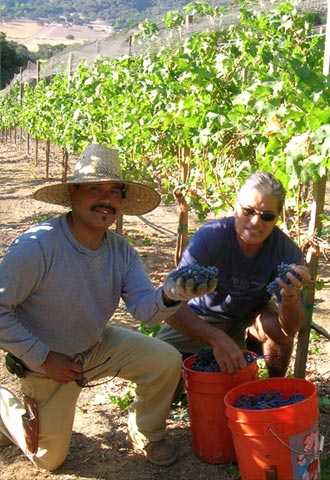 Principe Vineyards Picking Fruit